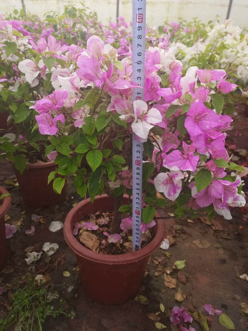 彩色三角梅，云南昆明宜良三角梅种植园各种规格都有货