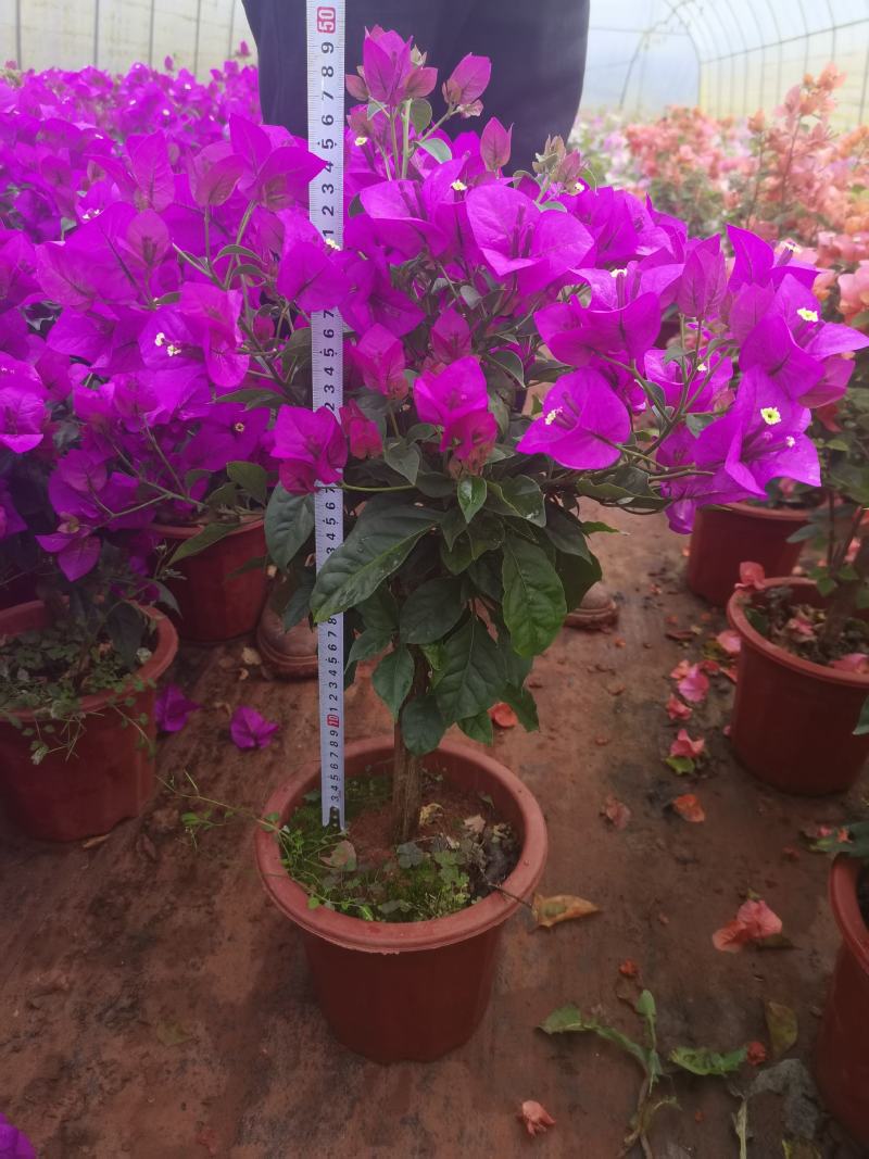 彩色三角梅，云南昆明宜良三角梅种植园各种规格都有货