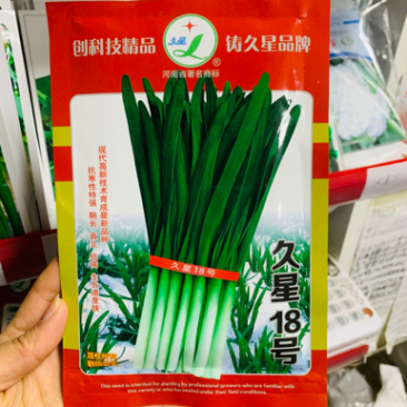 久星18号韭菜种子抗寒性特强鞘长不休眠韭菜种籽辛香味浓