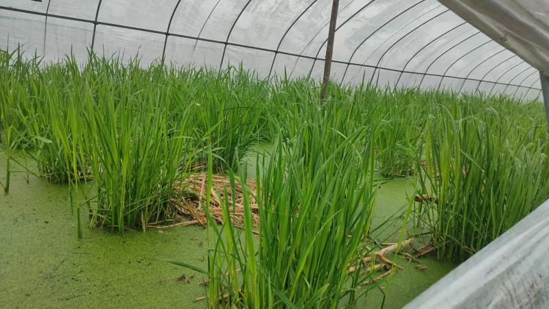 新鲜茭白上市，基地一手货源欢迎各大电商平台批发商长期合作