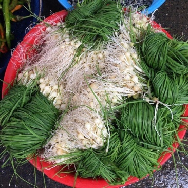贵州新鲜现挖野葱苦蒜带叶带须野农家胡葱沙葱野菜非藠头野菜