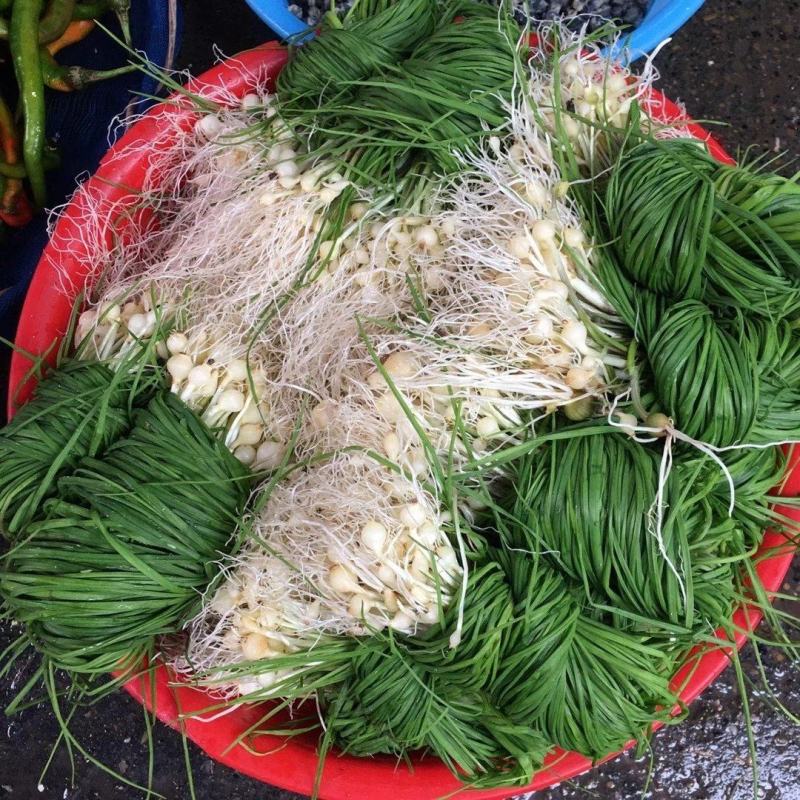 贵州新鲜现挖野葱苦蒜带叶带须野农家胡葱沙葱野菜非藠头野菜