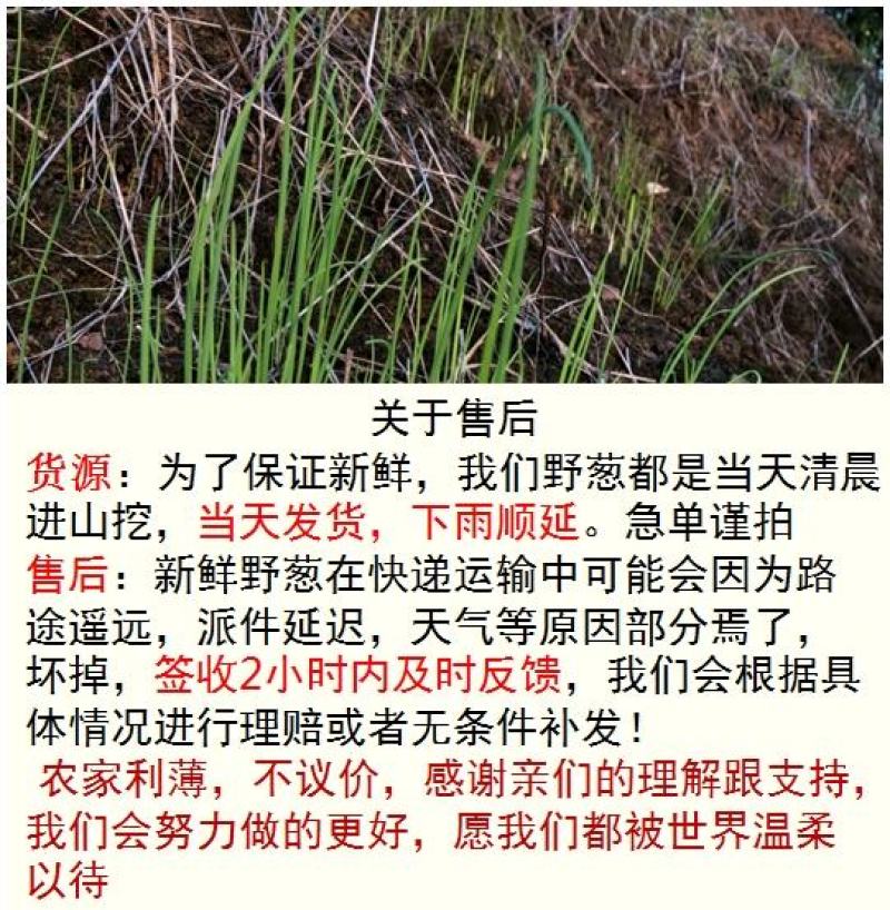 贵州新鲜现挖野葱苦蒜带叶带须野农家胡葱沙葱野菜非藠头野菜