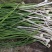 贵州新鲜现挖野葱苦蒜带叶带须野农家胡葱沙葱野菜非藠头野菜