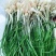 贵州新鲜现挖野葱苦蒜带叶带须野农家胡葱沙葱野菜非藠头野菜