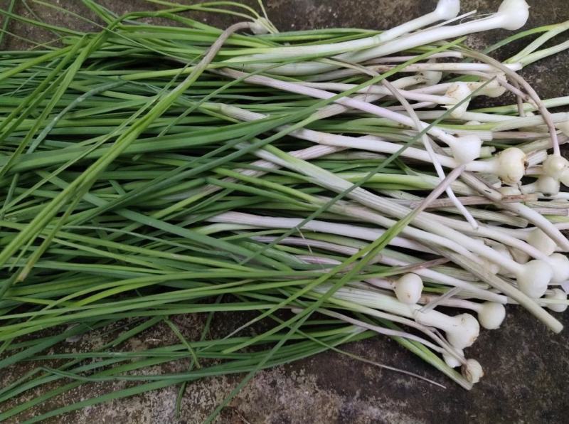 贵州新鲜现挖野葱苦蒜带叶带须野农家胡葱沙葱野菜非藠头野菜