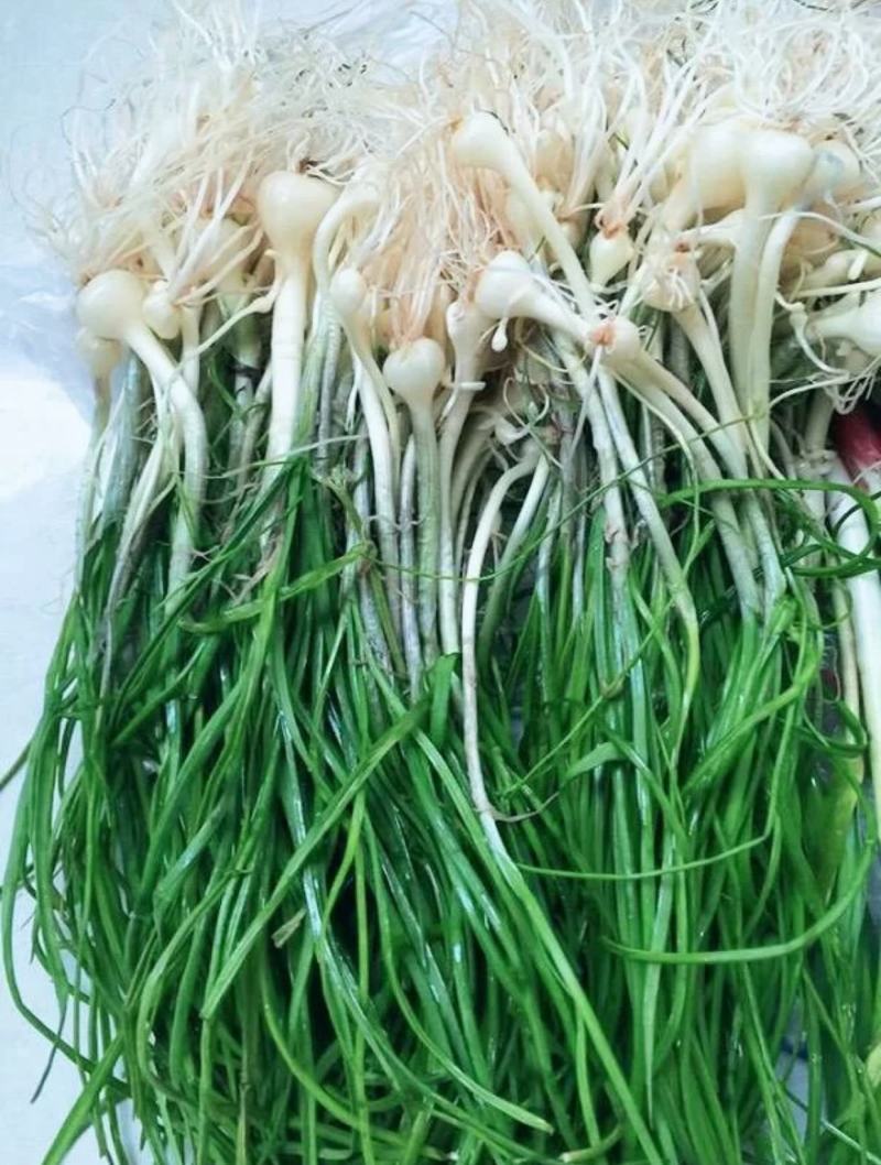 贵州新鲜现挖野葱苦蒜带叶带须野农家胡葱沙葱野菜非藠头野菜