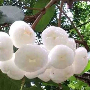 稀有白玉莲雾苗嫁接莲雾果树苗耐寒盆栽地栽四季可种植品种纯
