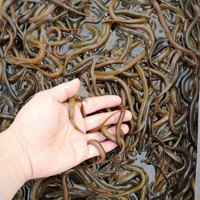【黄鳝苗】苗场直供保成活率抗病毒成长快品质有保证
