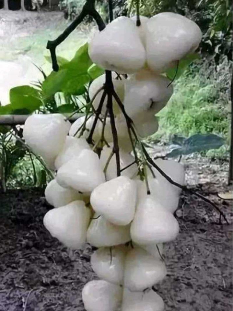 稀有白玉莲雾苗嫁接莲雾果树苗耐寒盆栽地栽四季可种植品种纯