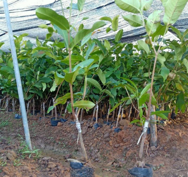 稀有白玉莲雾苗嫁接莲雾果树苗耐寒盆栽地栽四季可种植品种纯