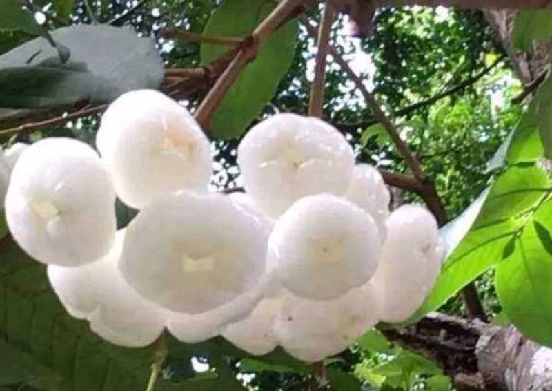 稀有白玉莲雾苗嫁接莲雾果树苗耐寒盆栽地栽四季可种植品种纯