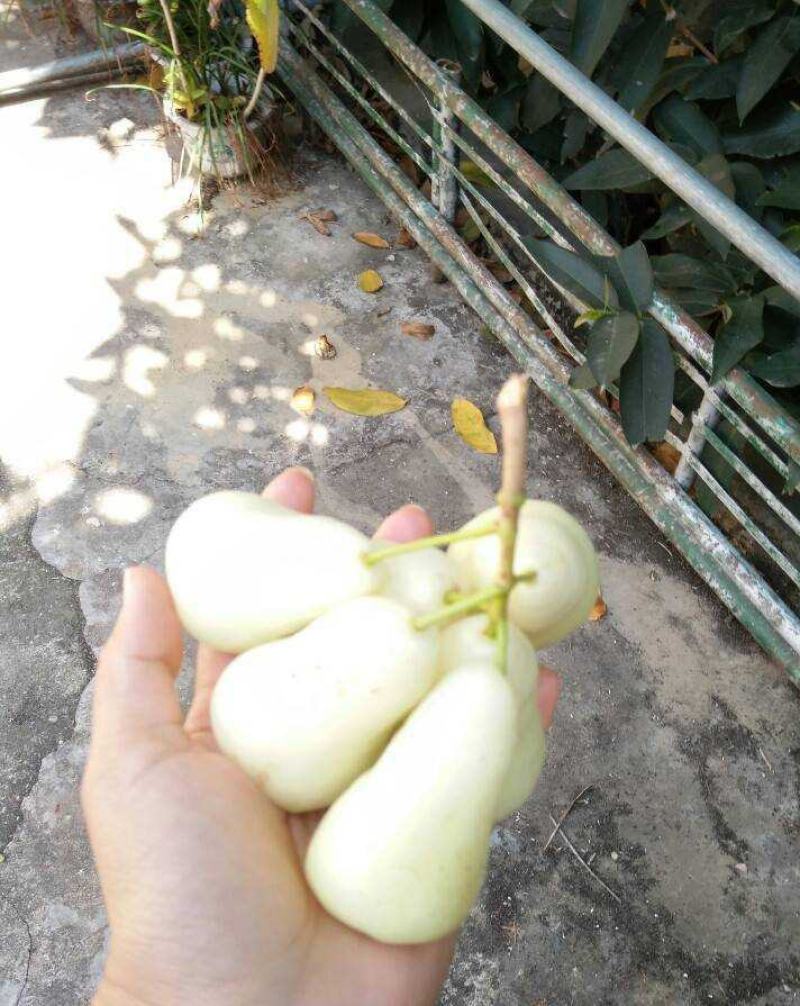 稀有白玉莲雾苗嫁接莲雾果树苗耐寒盆栽地栽四季可种植品种纯