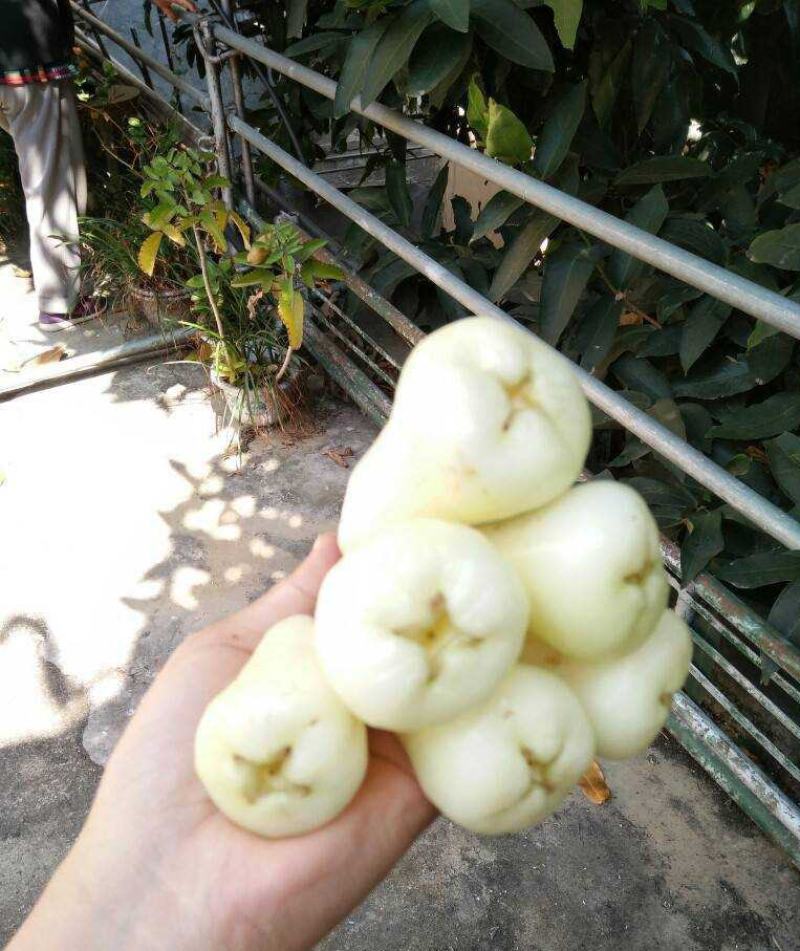 稀有白玉莲雾苗嫁接莲雾果树苗耐寒盆栽地栽四季可种植品种纯