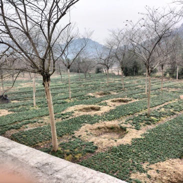 加拿大红叶紫荆