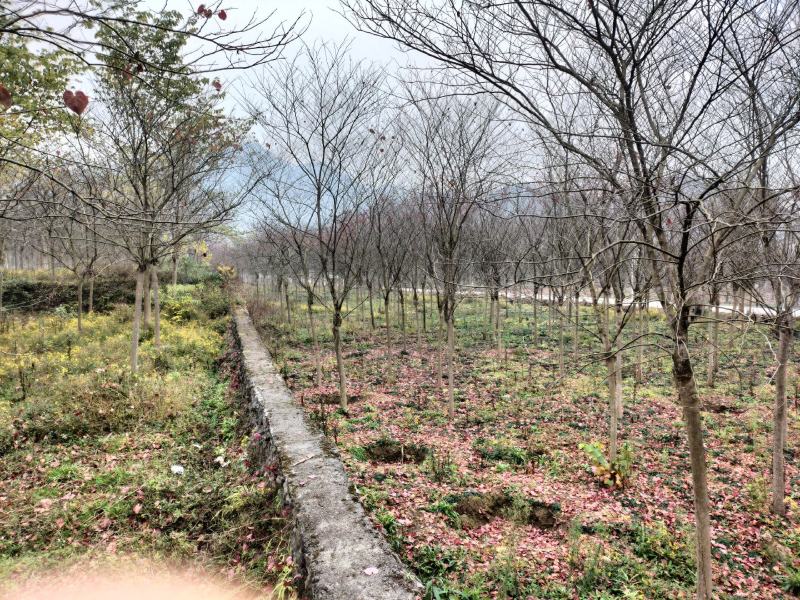 加拿大红叶紫荆