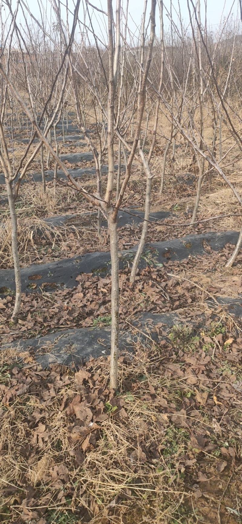 山楂苗，山楂树苗，一手货源，基地直供，大量供应，