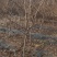 山楂苗，山楂树苗，一手货源，基地直供，大量供应，