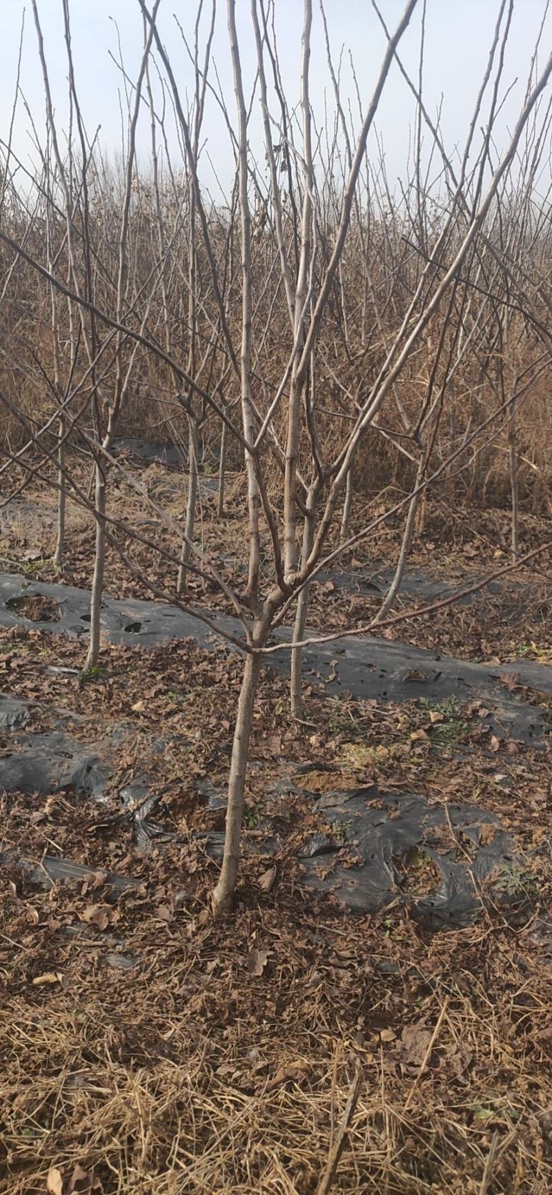 山楂苗，山楂树苗，一手货源，基地直供，大量供应，
