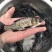 【鲢鱼苗】大口鲢，花白鲢苗，渔场直供量大从优品质保证