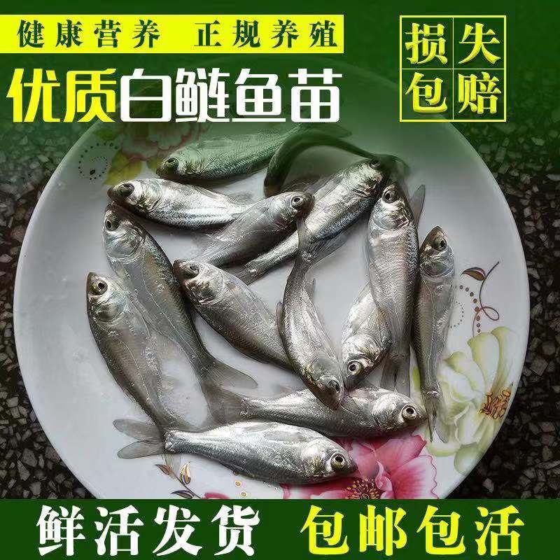 【鲢鱼苗】大口鲢，花白鲢苗，渔场直供量大从优品质保证