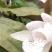高山稀有独叶兰观赏花苗室内阳台庭院盆栽花