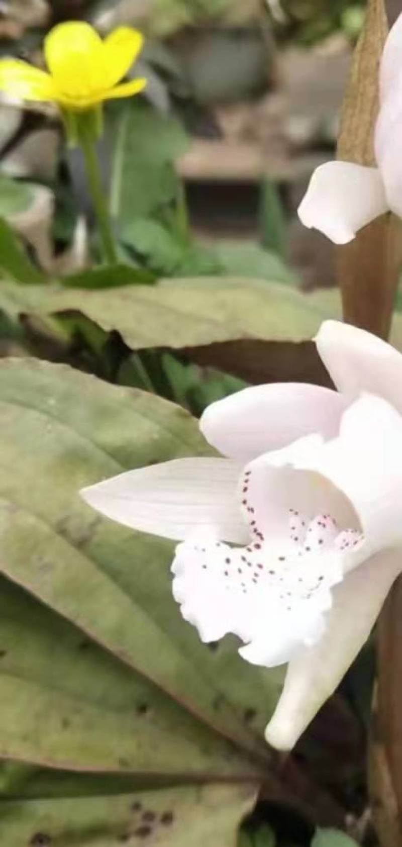 高山稀有独叶兰观赏花苗室内阳台庭院盆栽花