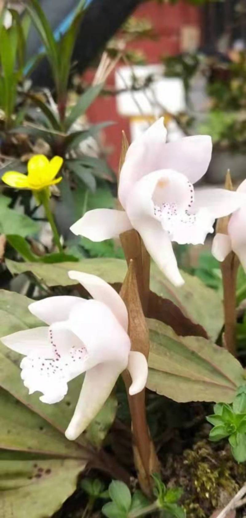高山稀有独叶兰观赏花苗室内阳台庭院盆栽花