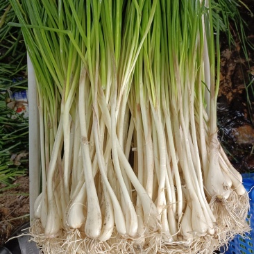 白衣蕌子荞头