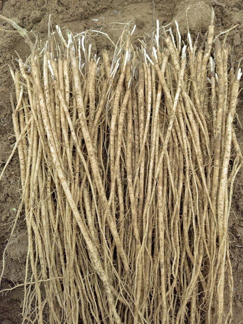 黄芪苗～棉黄芪苗，纯底杆，农户直销假一赔十，提供种植技术
