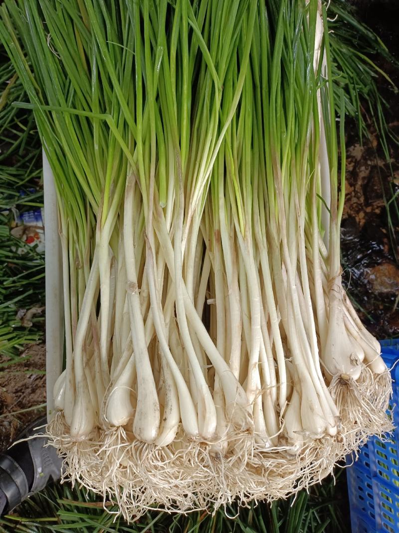 白衣蕌子荞头