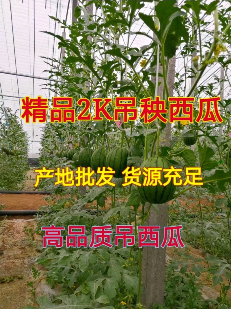 山东2K小吊瓜早春红玉小糖丸西瓜，熟度好甜度高，产地直发