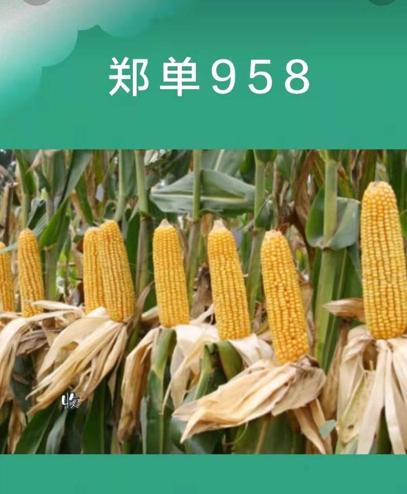郑单958玉米种子，国审，抗倒伏病虫害，保质保量