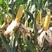 郑单958玉米种子，国审，抗倒伏病虫害，保质保量