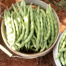 攀枝花优质蔬菜大青豆