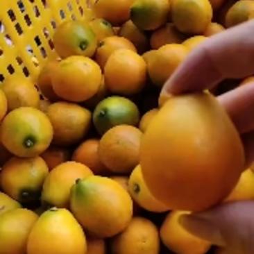 脆皮四季金桔苗脆蜜金柑移栽二年挂果苗杯苗。提供保果技术