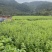 枸杞叶