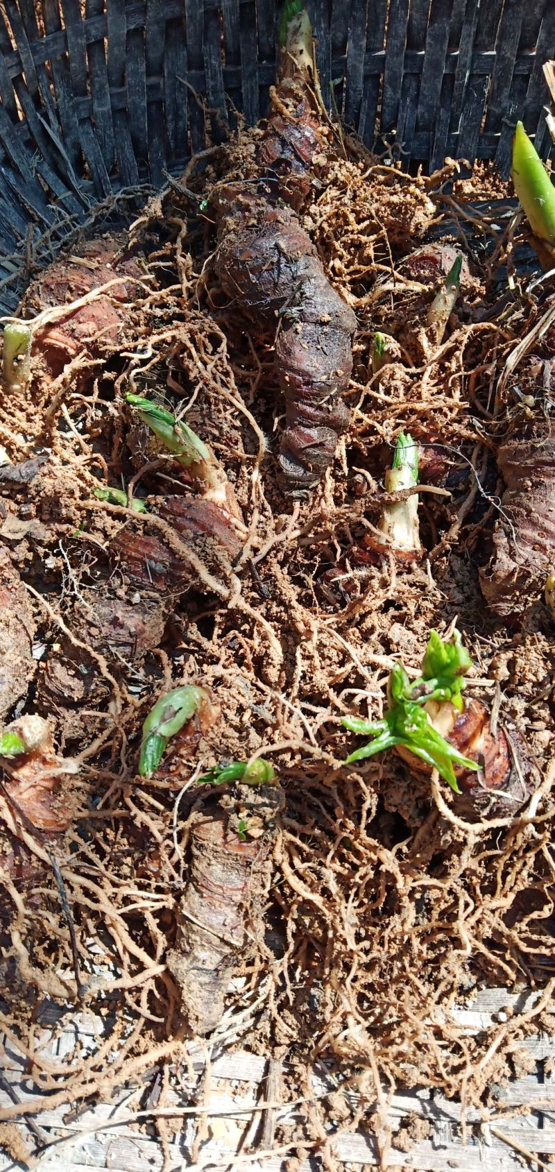 深山移植华重楼种苗七叶一枝花中药材