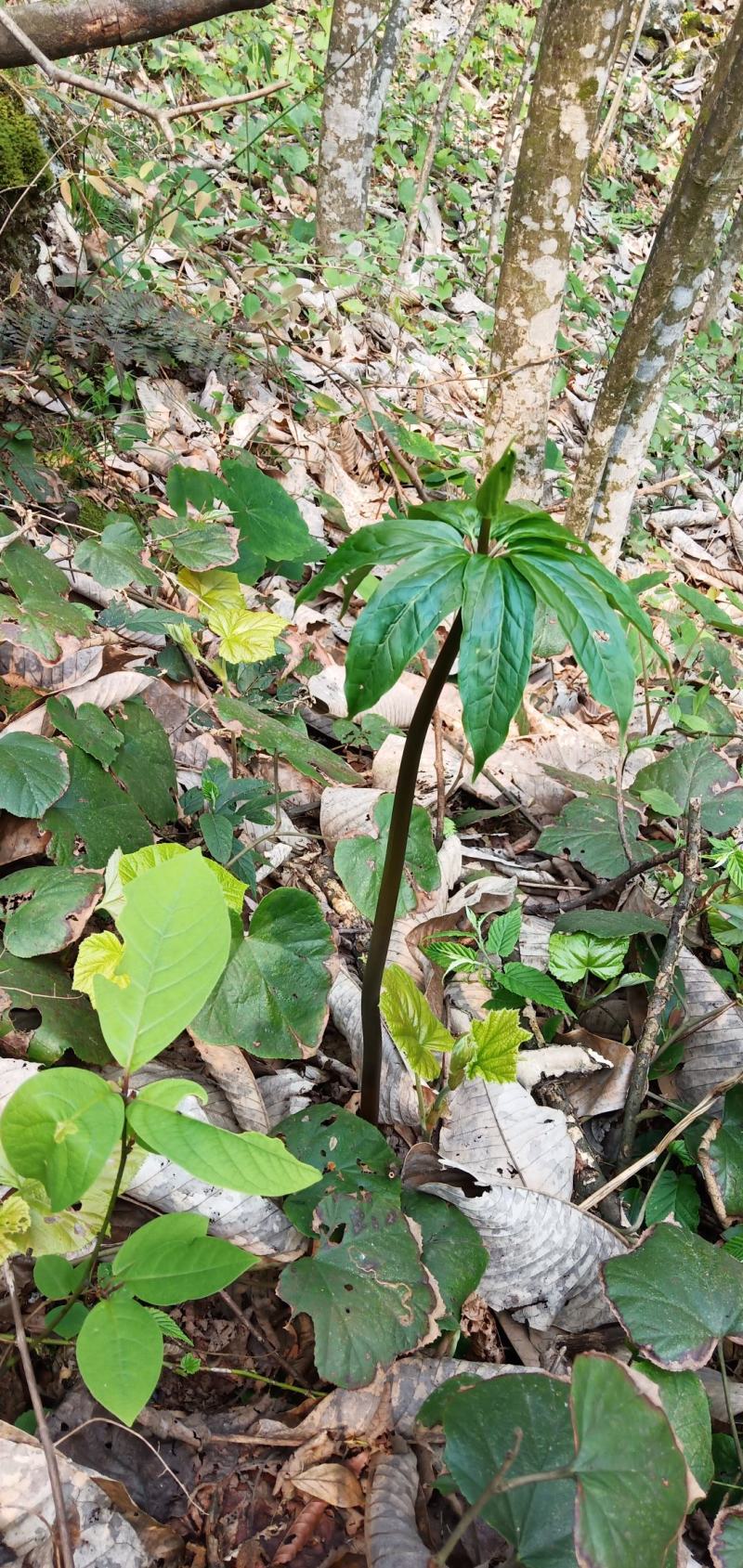深山移植华重楼种苗七叶一枝花中药材