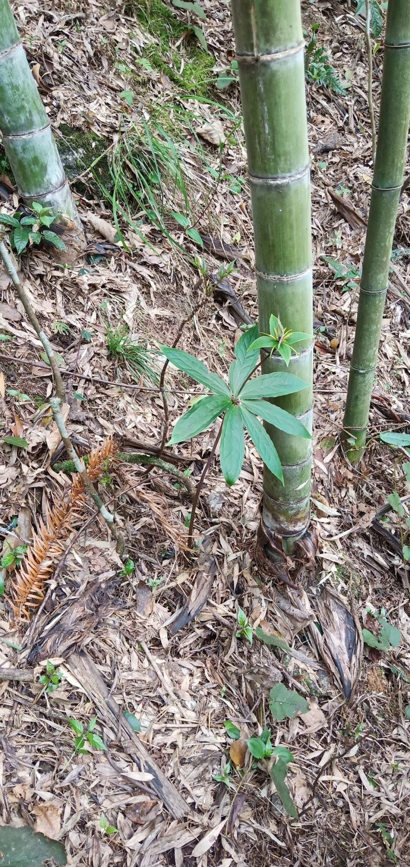 深山移植华重楼种苗七叶一枝花中药材