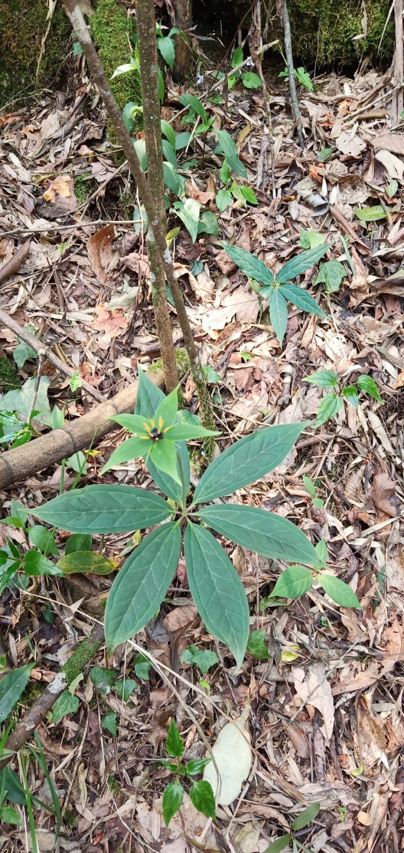 深山移植华重楼种苗七叶一枝花中药材
