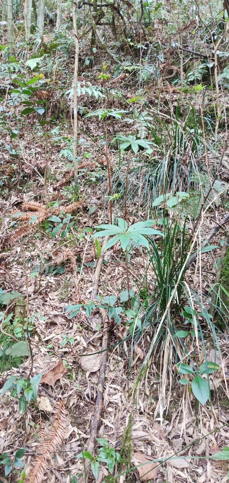深山移植华重楼种苗七叶一枝花中药材