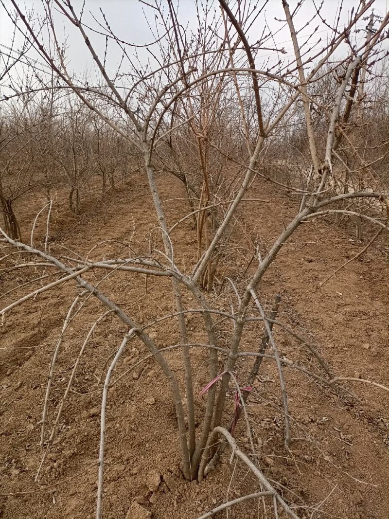 (高产大果)3号药用翘苗结果早多规格批发零售