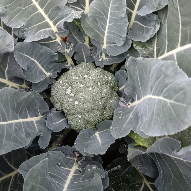 抗寒炎秀西兰花，