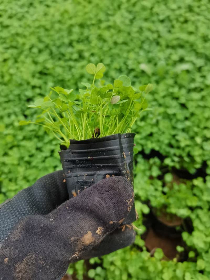 白三叶营养杯苗