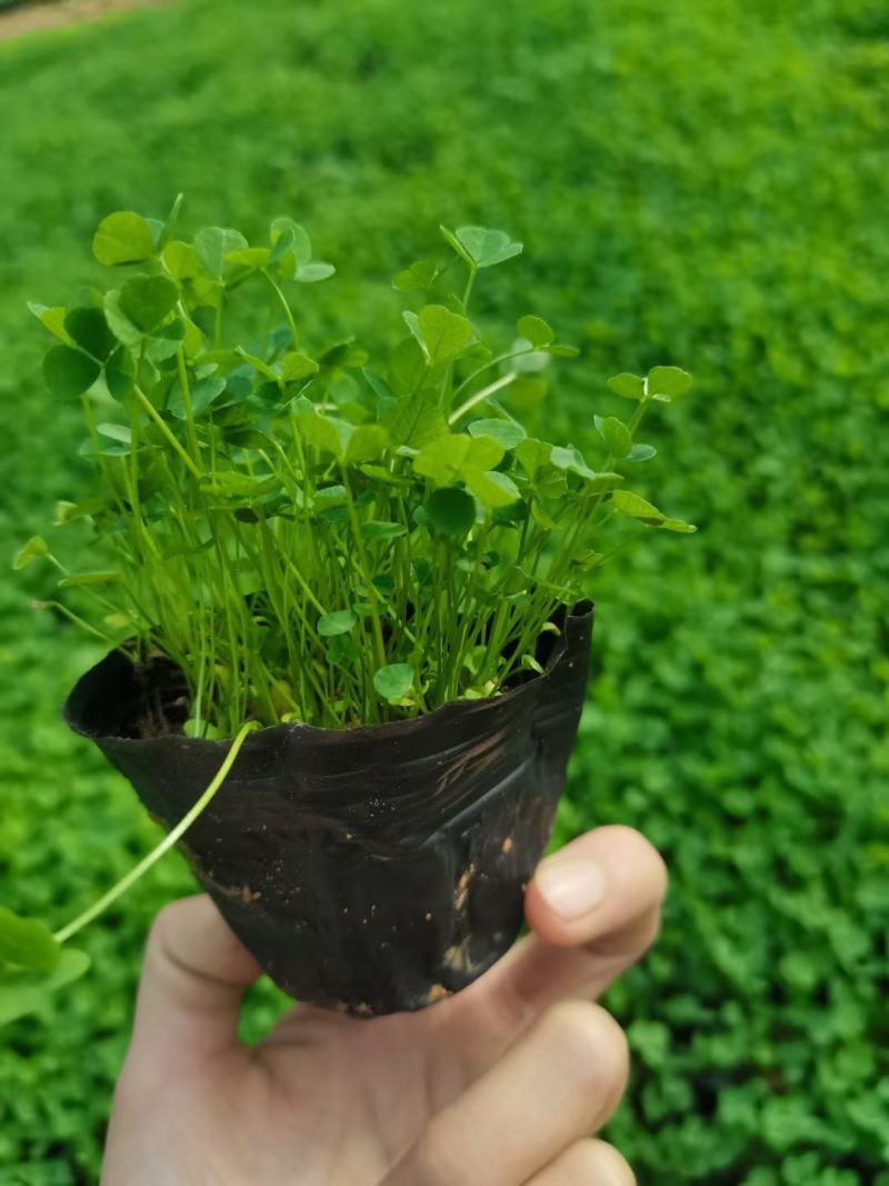 白三叶营养杯苗