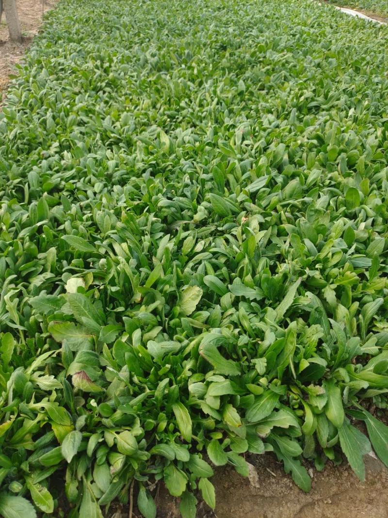 黑心菊营养杯苗基地直销品种多规格全价格美丽