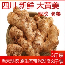 大黄姜新鲜大黄姜现挖发货黄姜生姜姜姜批发生姜包邮