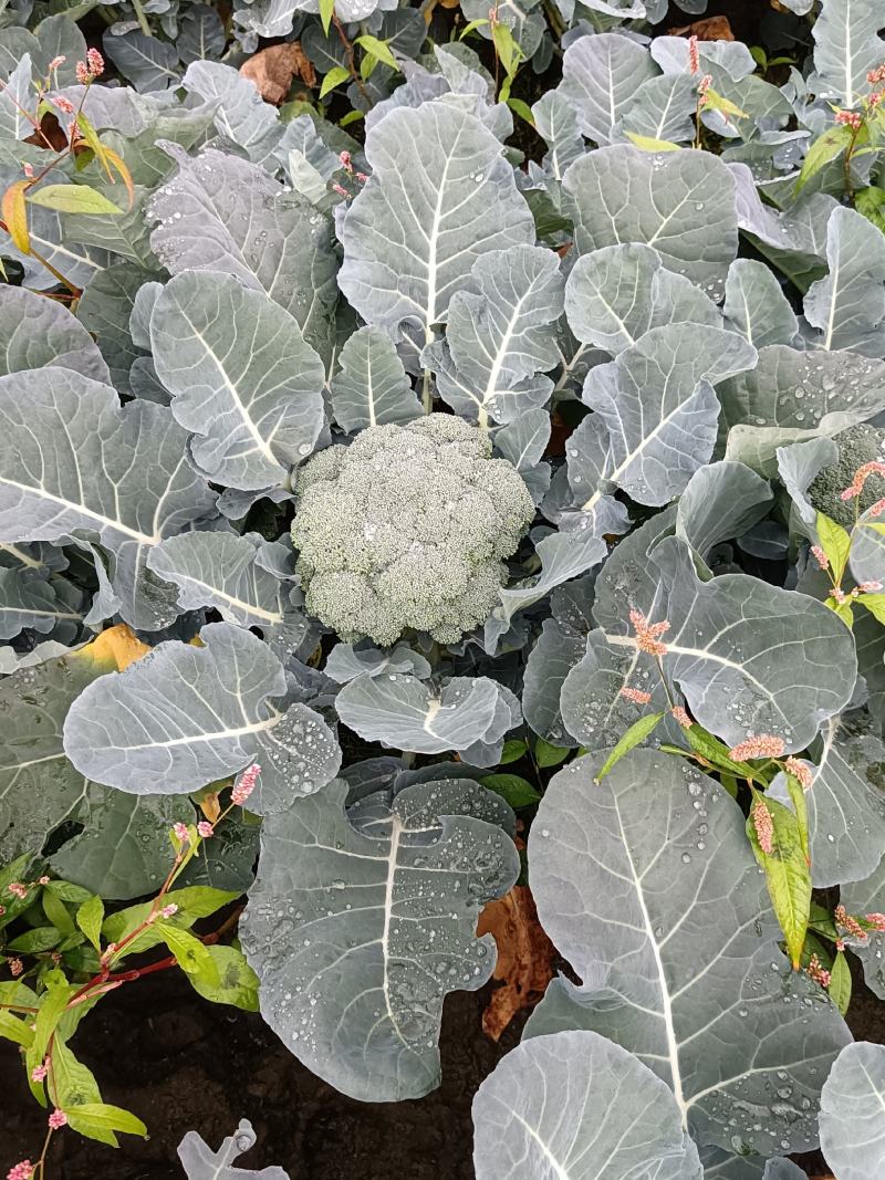 抗寒炎秀西兰花，