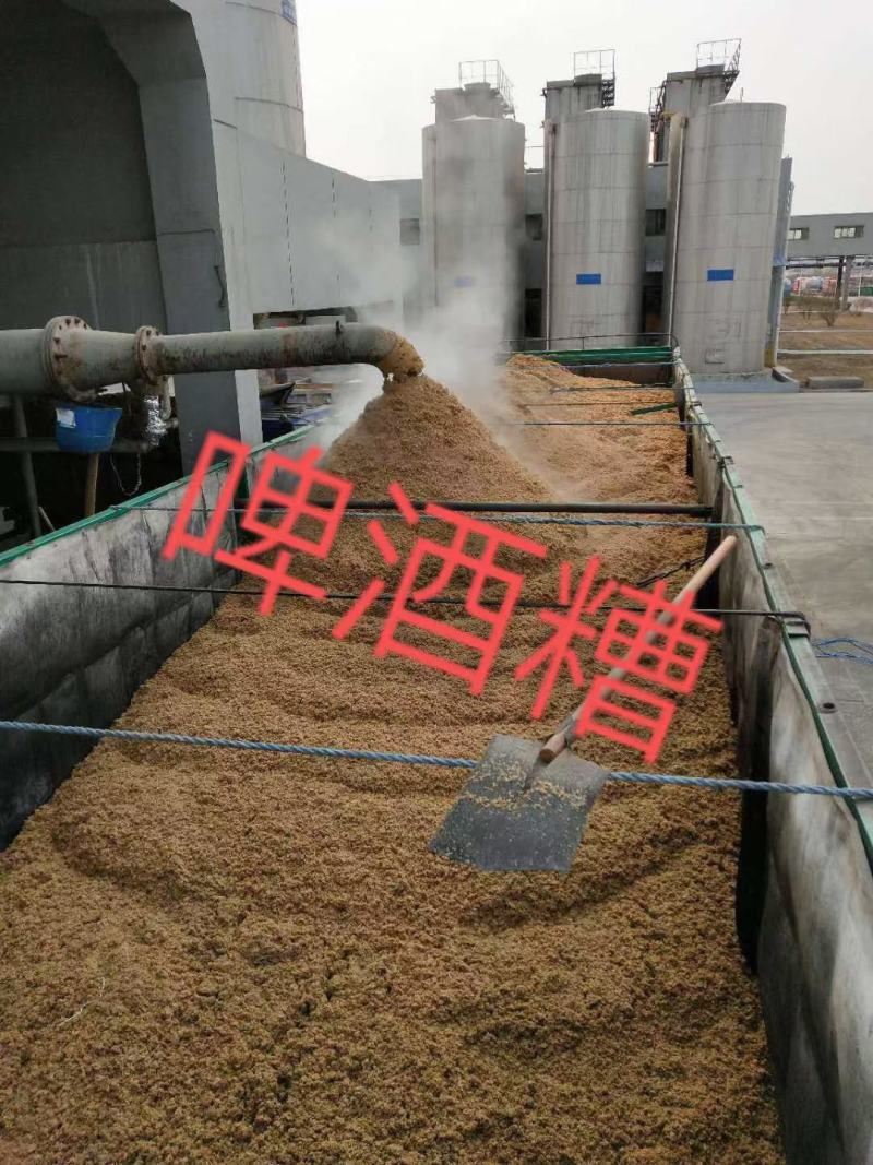 本公司常年出售脱水啤酒糟鲜啤酒糟发酵啤酒糟